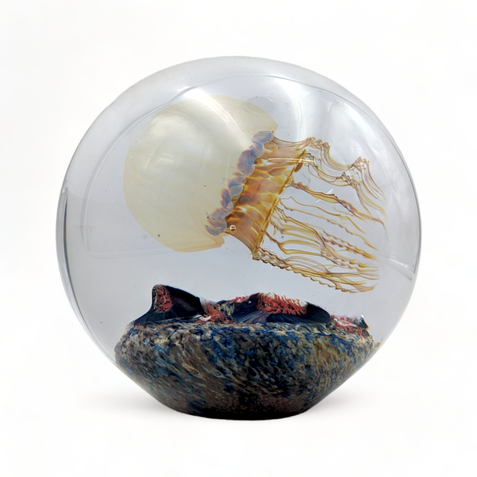 Moon Sideswimmer Jellyfish Magnum