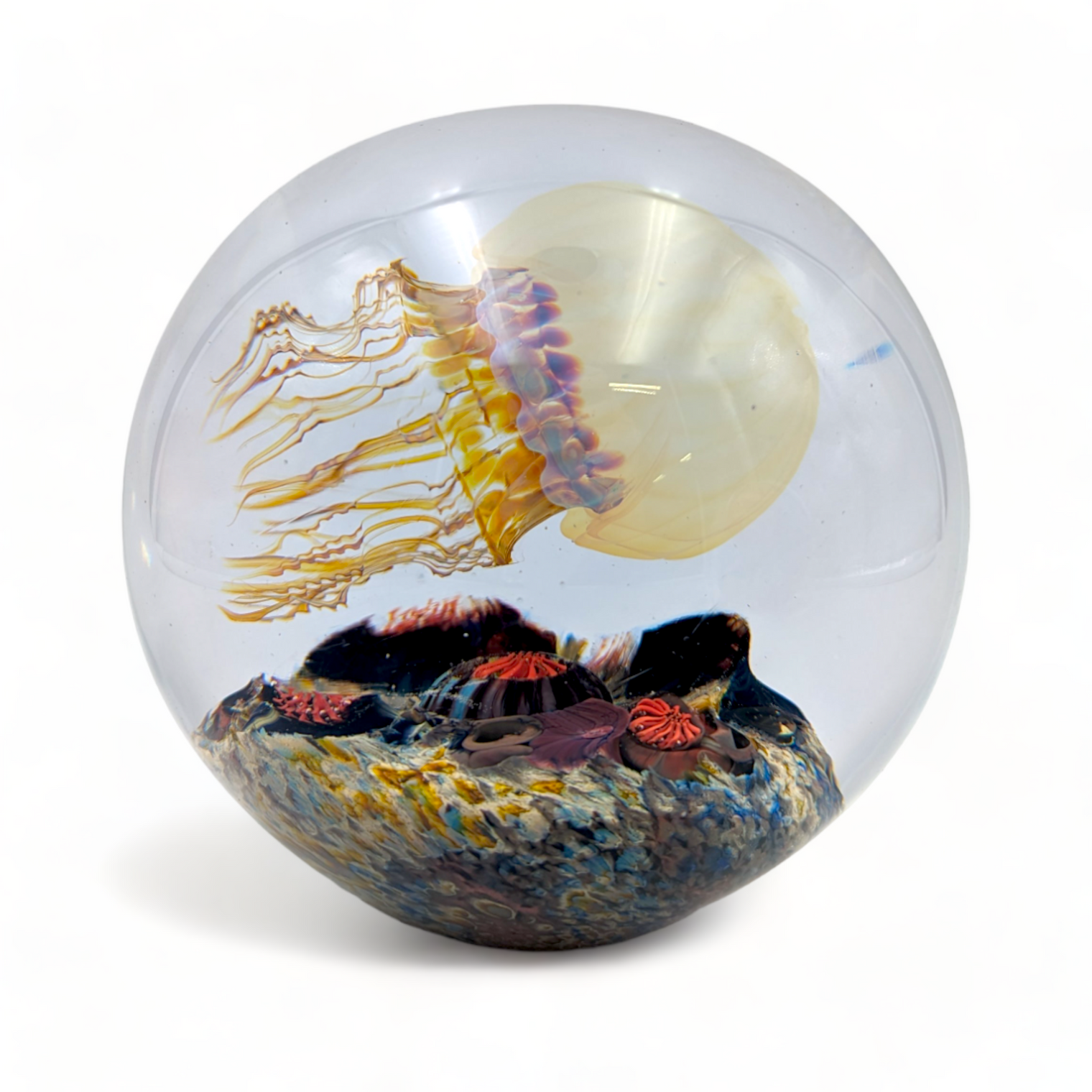 Moon Sideswimmer Jellyfish Magnum