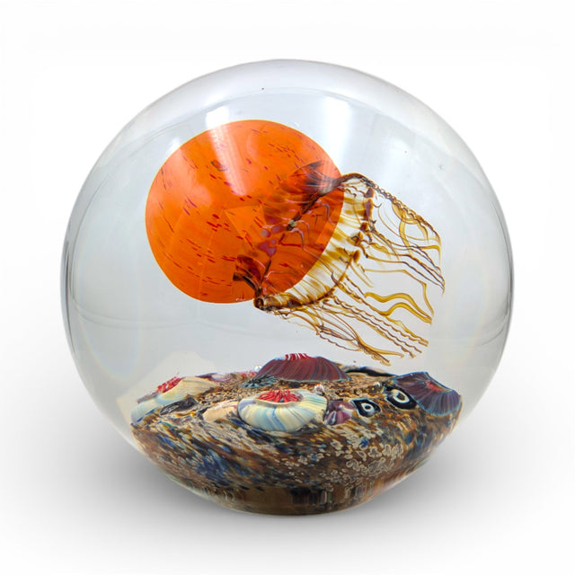 Pacific Coast Sideswimmer Jellyfish Magnum