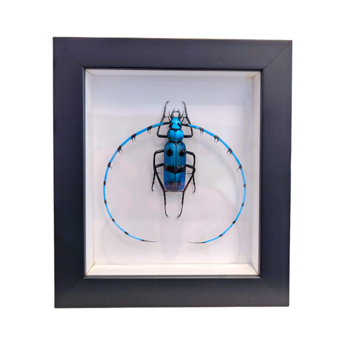 Rosalia alpina Glass Insect