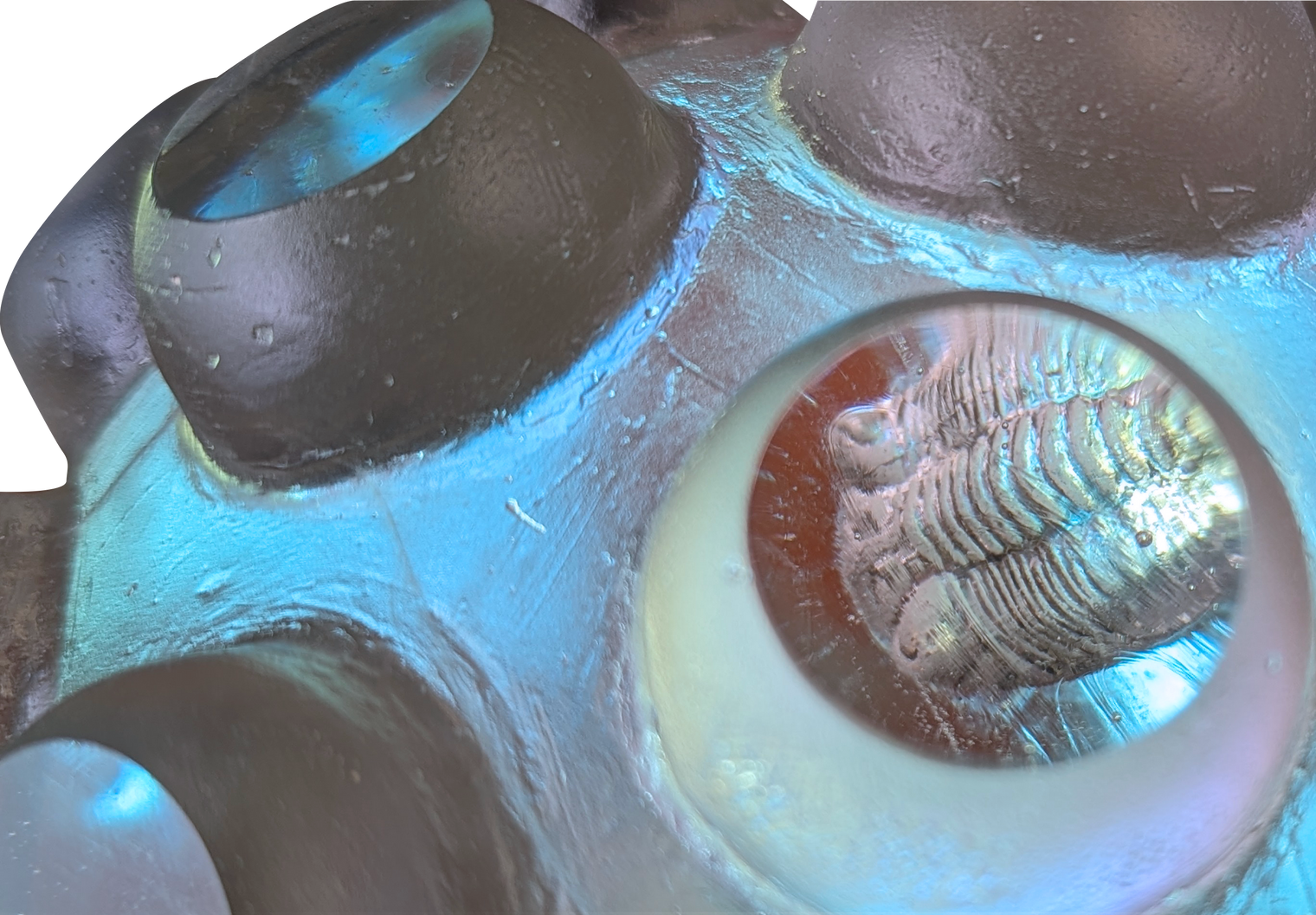 Nodule Trilobites #38