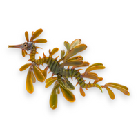 Leafy Seadragon