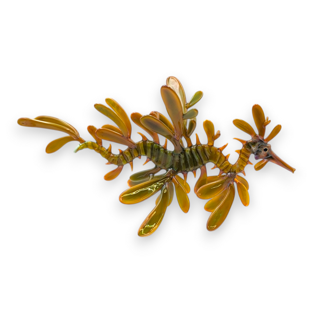 Leafy Seadragon