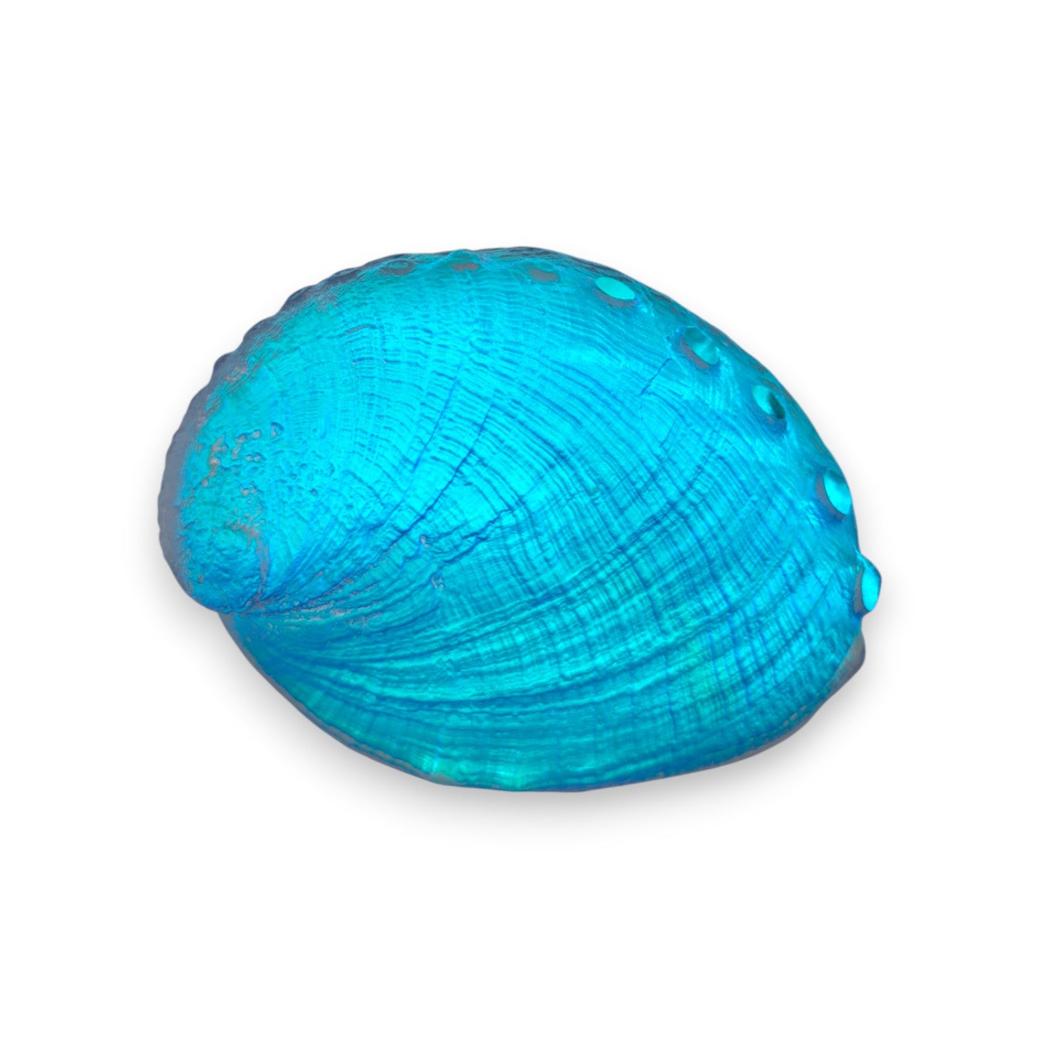 Aural Abalone Shell Sculpture