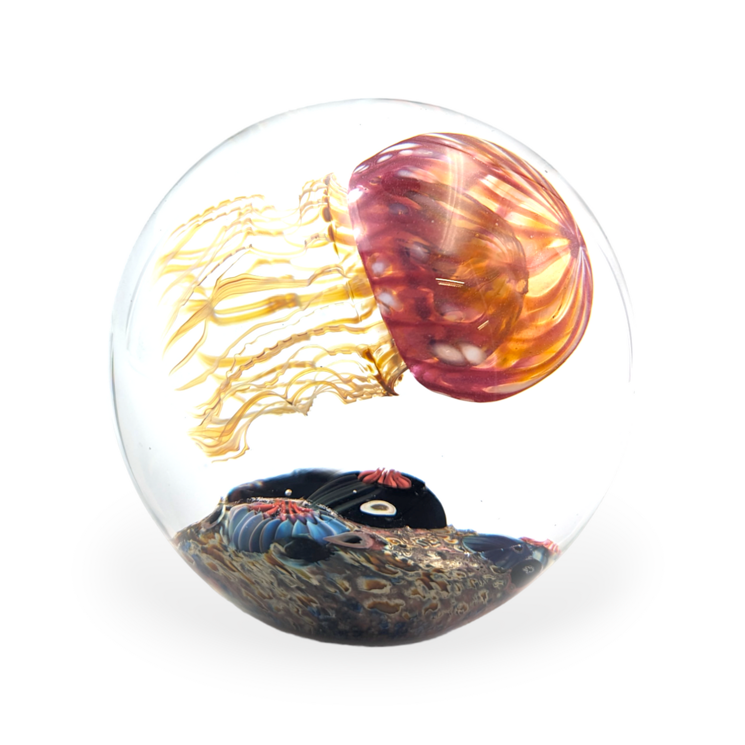 Gold Ruby Sideswimmer Jellyfish