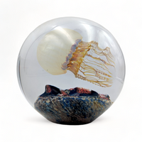 Moon Sideswimmer Jellyfish Magnum