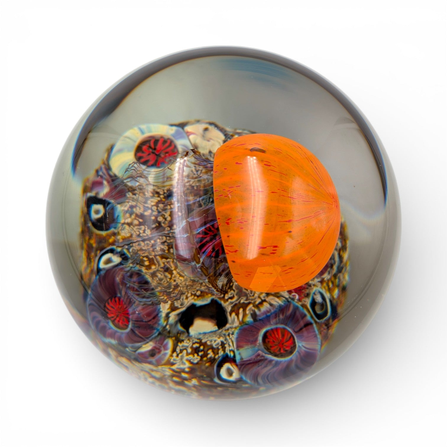 Pacific Coast Sideswimmer Jellyfish Magnum