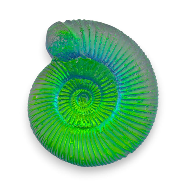 Aural Ammonite