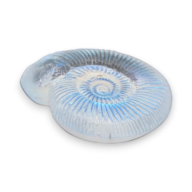 Aural Ammonite