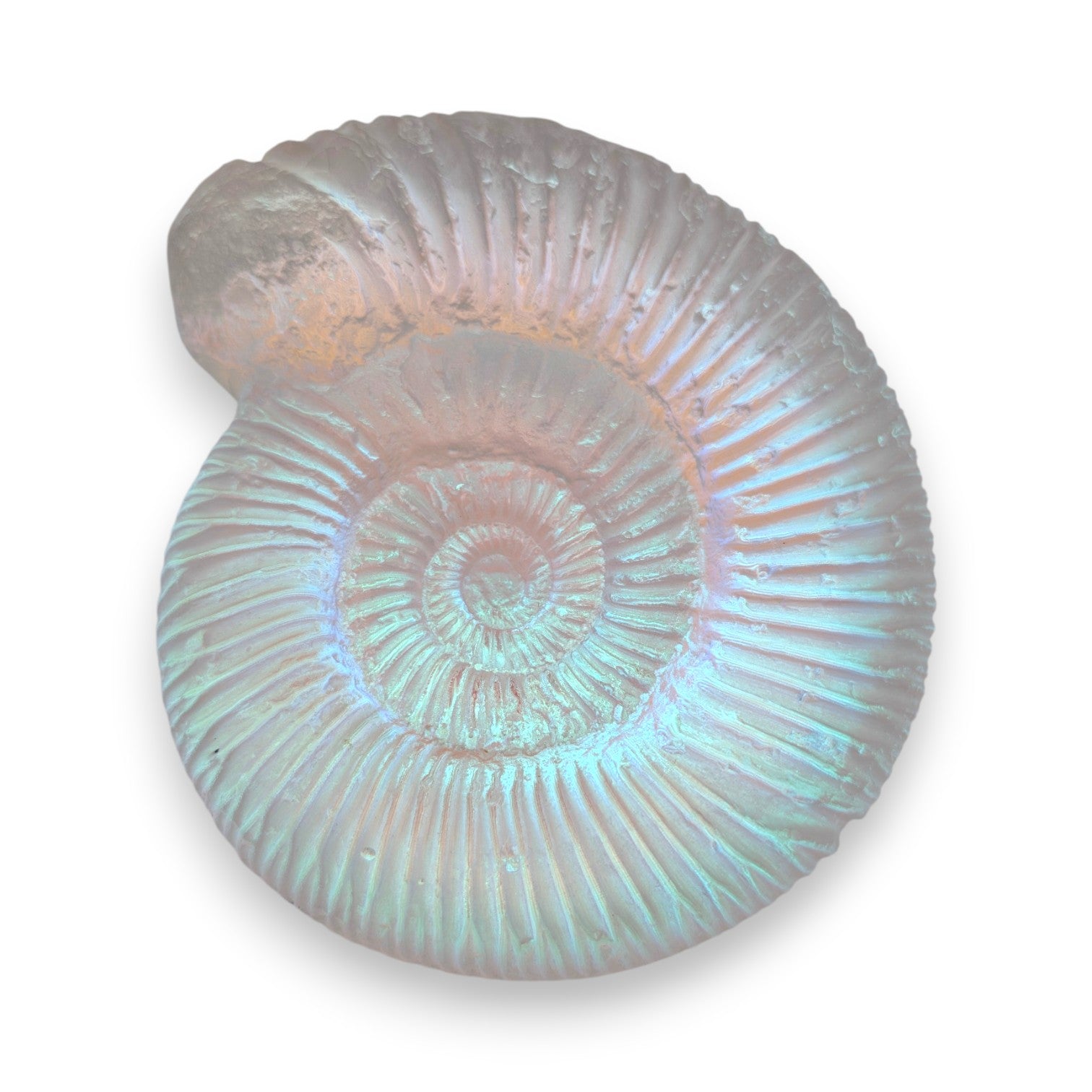 Aural Ammonite