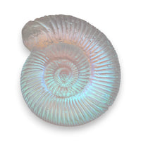 Aural Ammonite