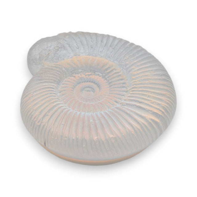 Aural Ammonite