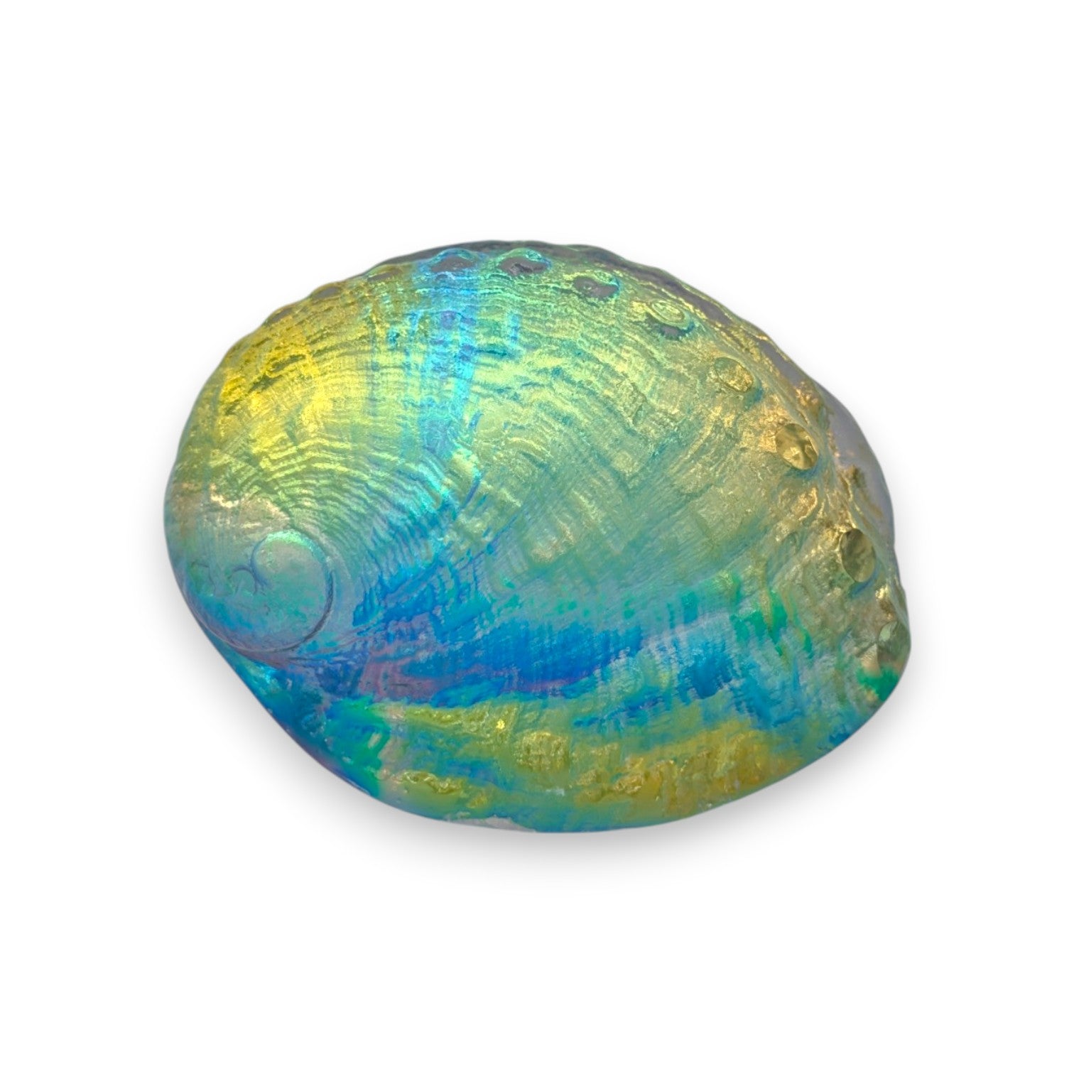 Aural Abalone Small
