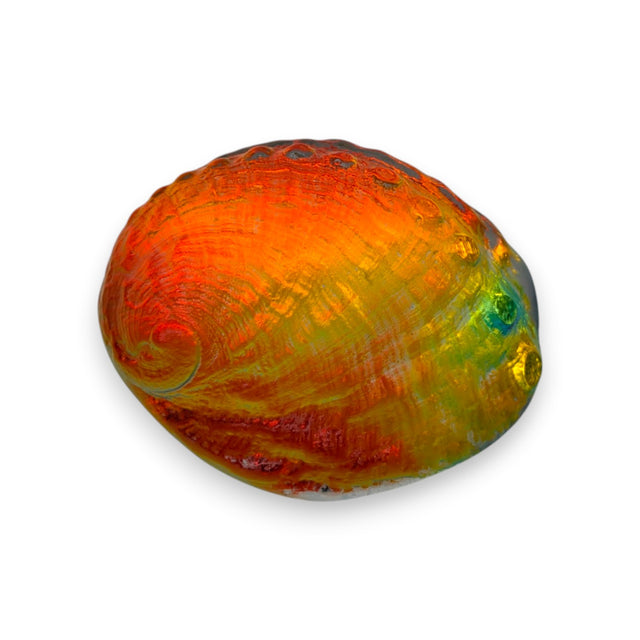 Aural Abalone Small
