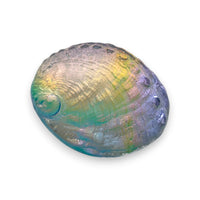 Aural Abalone Small