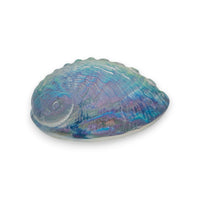 Aural Abalone Small