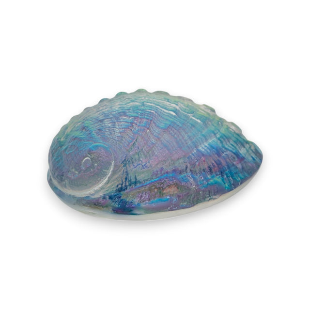 Aural Abalone Small