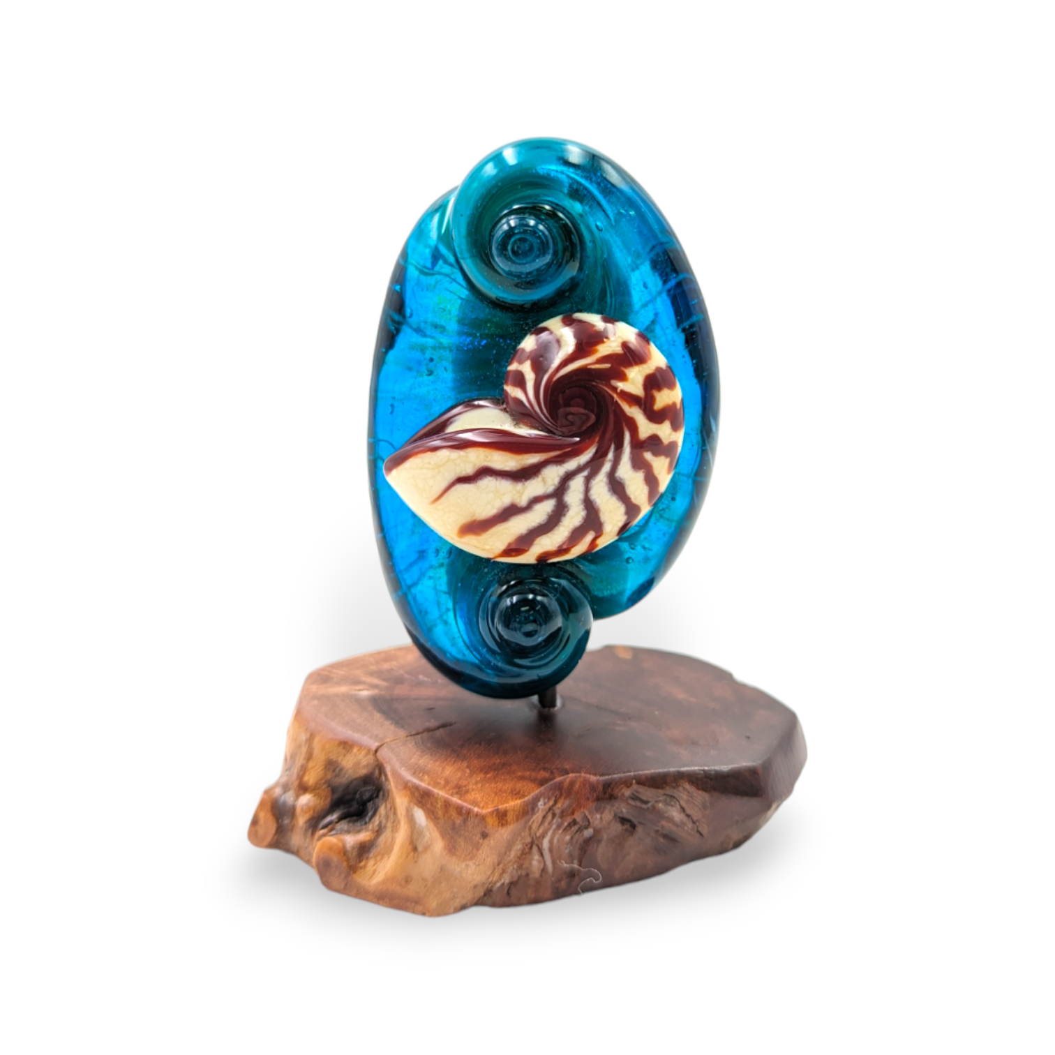 Nautilus Shell