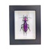 Coptolabrus augustus Glass Insect