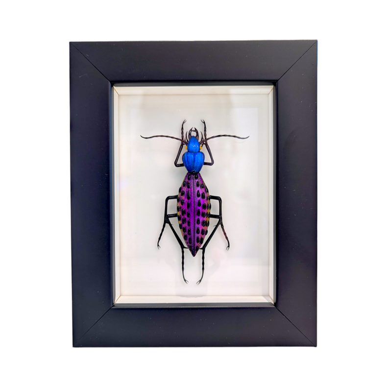 Coptolabrus augustus Glass Insect