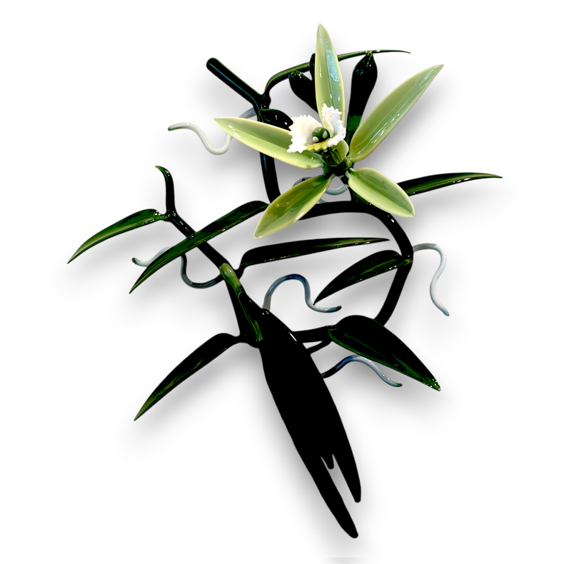 Vanilla Orchid