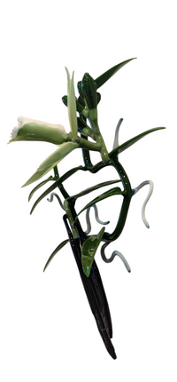 Vanilla Orchid