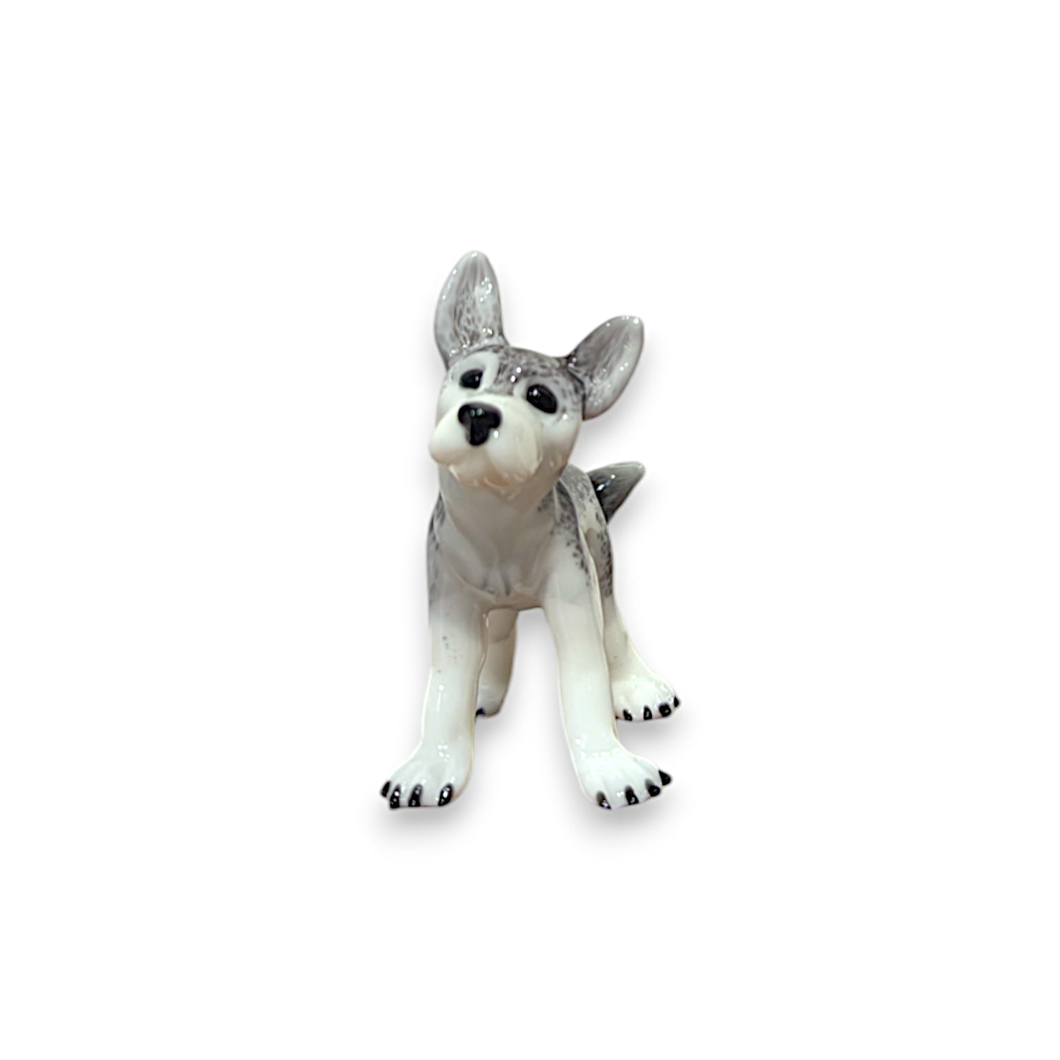 Gray Wolf Cub