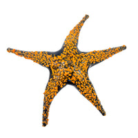 Small Starfish Sculpture